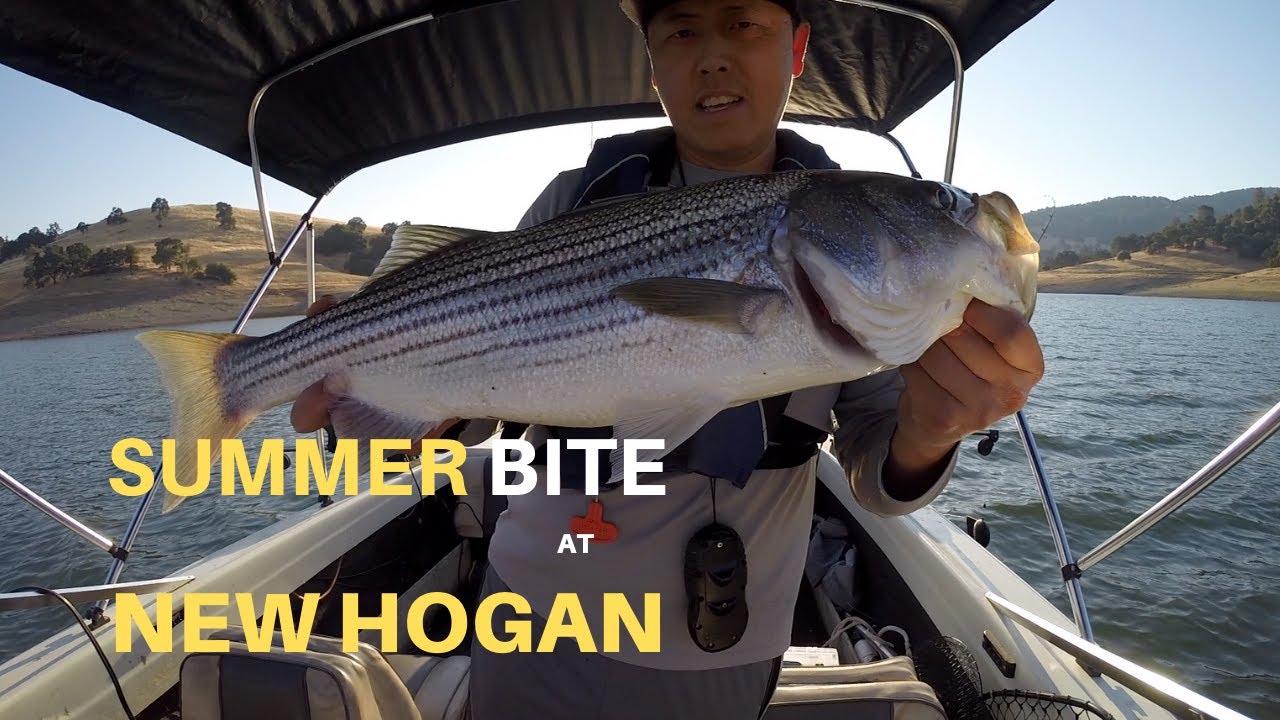 Summer Striper Bite At New Hogan 