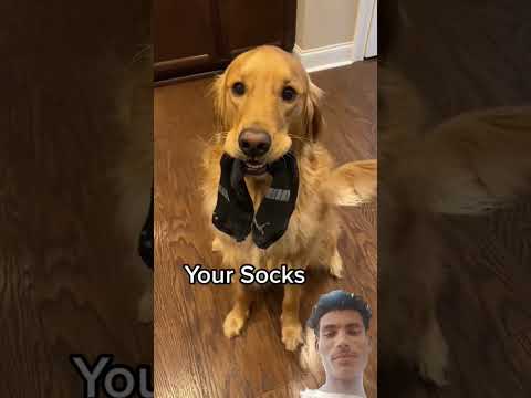 Would You Own This Dog Dog Goldenretreiver 