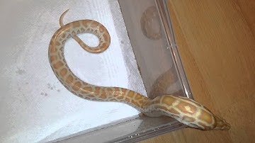 Pearl burmese python from ZlotyPythons