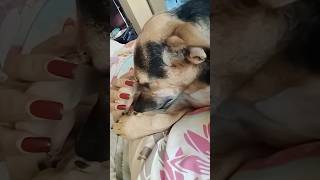 #sex cat cxxx #funny #goldenretreivers #comedy #goldenretreiver #funnycreatures #pets