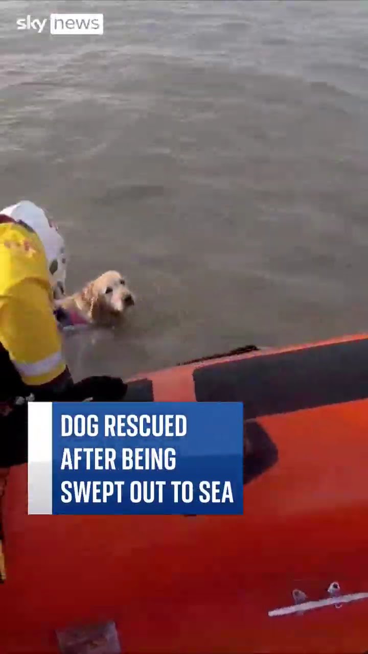 Dog saved from being swept out to sea