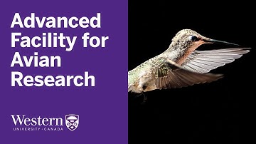 Migratory songbirds change breathing pattern to allow for flight at high altitude