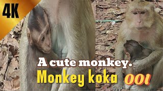{ Monkey Koka  }4K HDR Monkey Business - Life of Monkeys