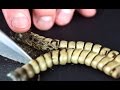 Whats inside a rattlesnake rattle close up