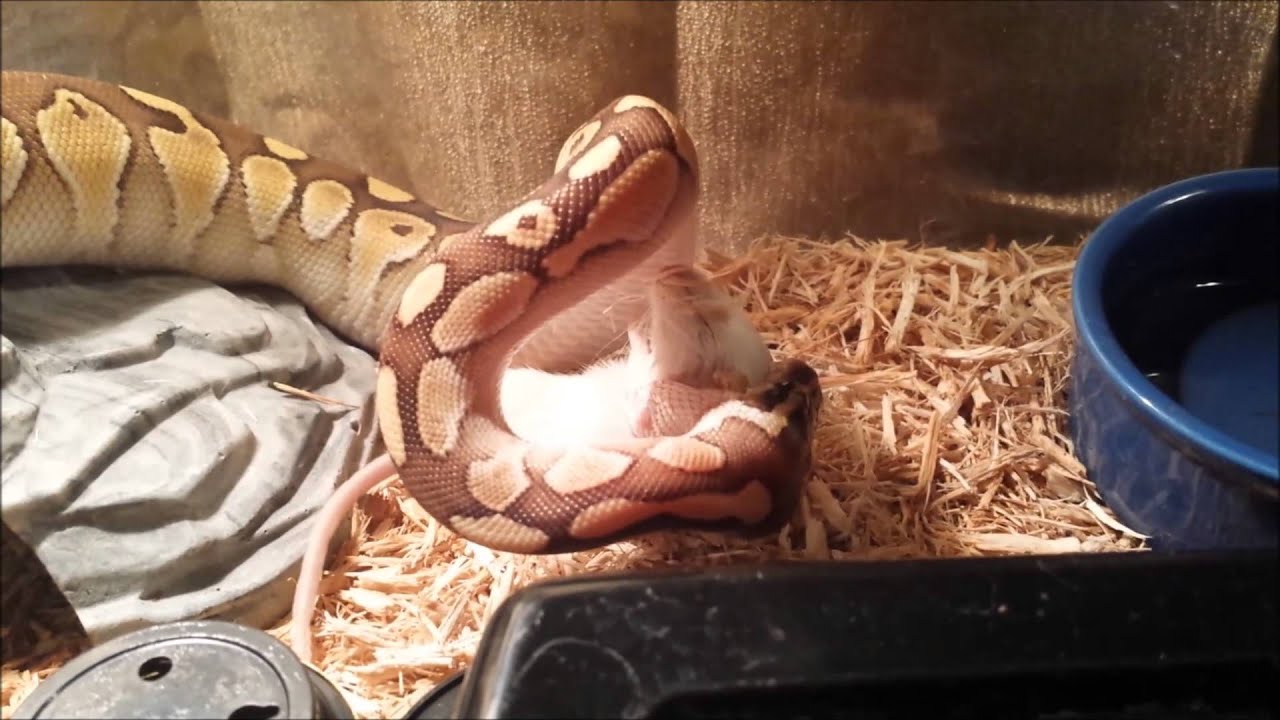 snake oil BALL PYTHON FEEDING/ UPDATE new friend and more !!!!!
