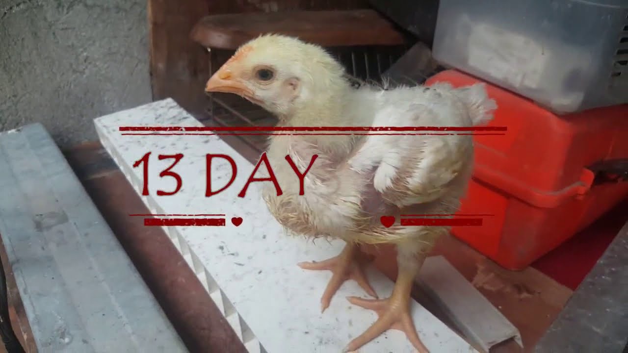 45 Days Chicken YouTube 45 Days Chicken YouTube