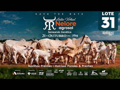 LOTE 31