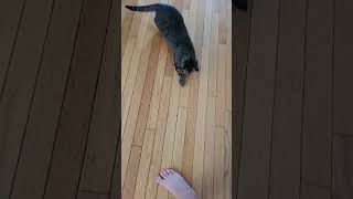 #Cat catches red dot#shorts