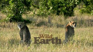 WildEarth - Sunrise Safari - 25 April 2020 Part 1