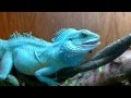 Water Dragon eats huge horned worm