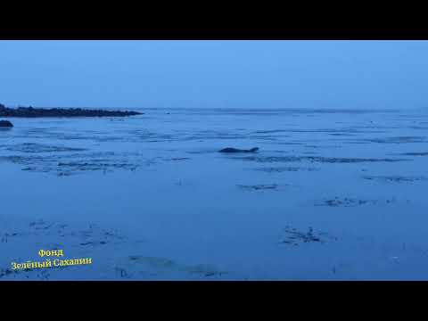 Спасённого морского котика выпустили в естественную среду обитания на Сахалине