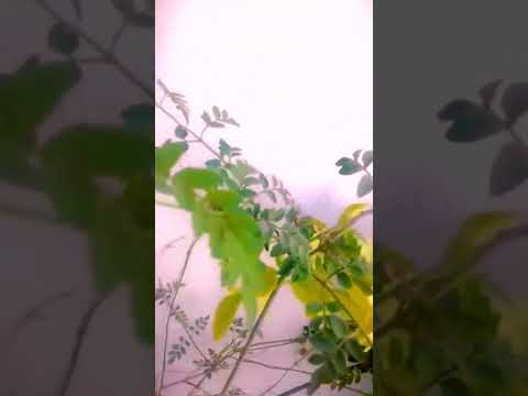 الاخوة ابو شعر قمر سيدنا النبي