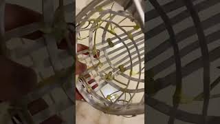 My Lion Dance Head Made With Paper And Rattan.