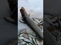 shorts Рыбалка улет