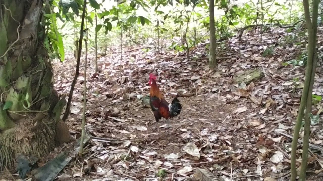 Pikat ayam hutan anak muda good job petrol rank ke 5..25.9.2025