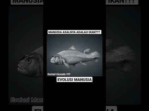 Video: Bagaimana monyet laut diciptakan?