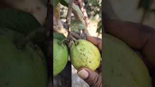 beautiful guava harvest in my garden