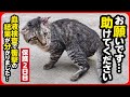 【緊急保護】血液検査で衝撃の結果が分かりました…