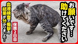 EMERGENCY RESCUE] Shocking results from the blood test - YouTube