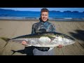 SOLO Spearfishing BIG Kingfish and SHARK encounter Auckland, NZ