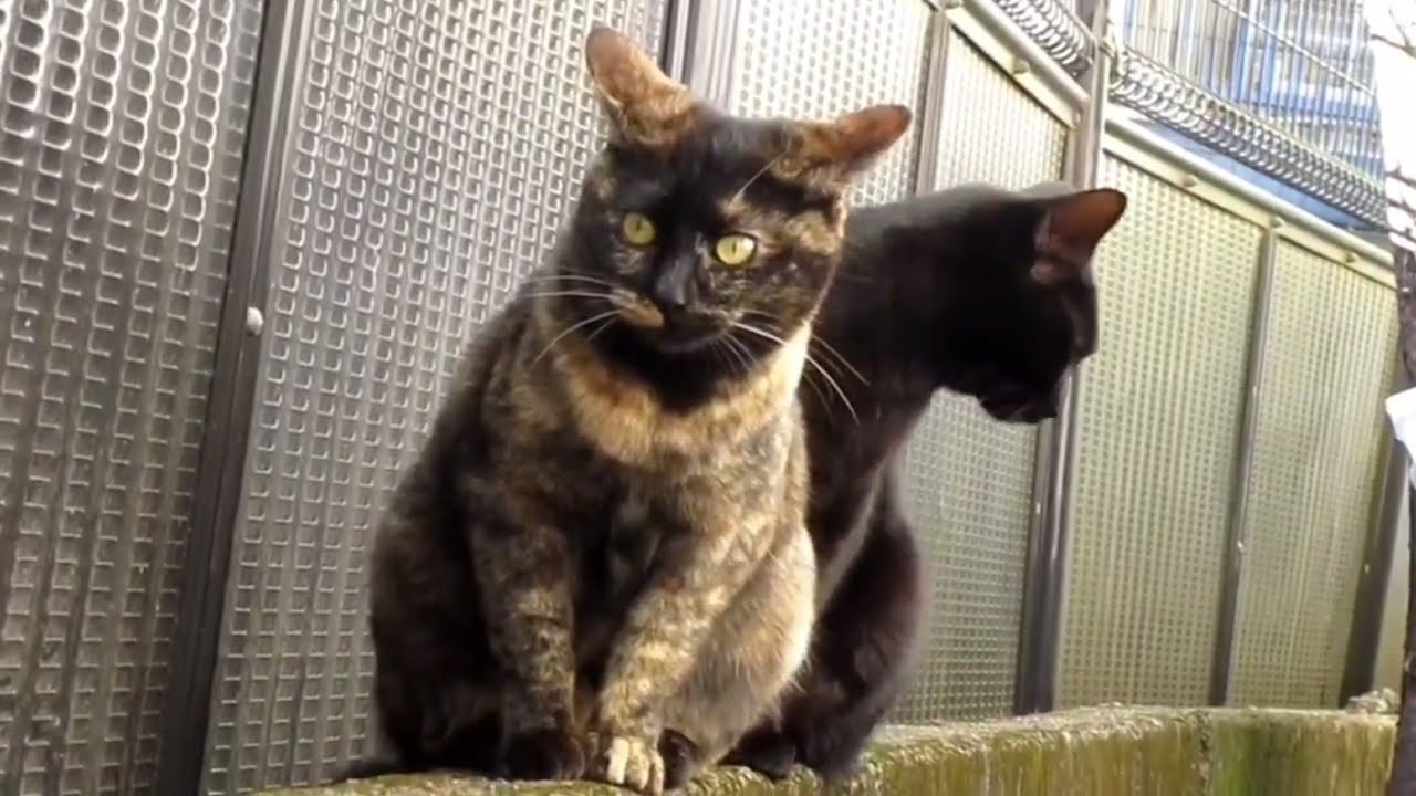 [野良猫]興味津々にこちらを見つめるサビ猫と黒猫が可愛すぎる！[straycat]The rust cat and black cat ...