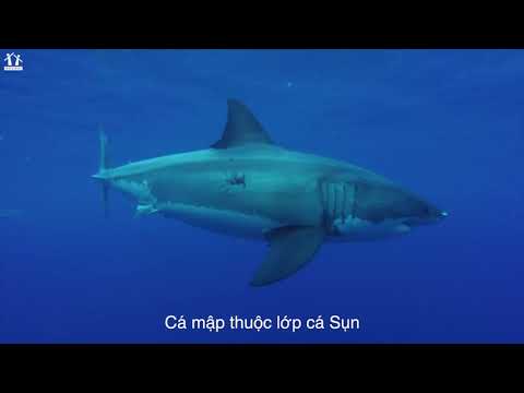 Video ???? KHOA HỌC HAY: SỰ SINH SẢN KỲ LẠ CỦA CÁ MẬP - youtube