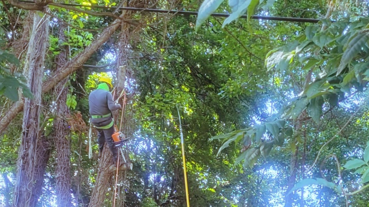 MLGW Tree Trimming - YouTube