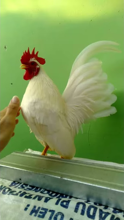Ayam Serama putih - asli tanpa pembentukan menyakitkan