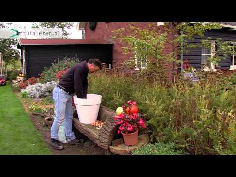 Video: Hoe plant je tulpen in een glazen pot?
