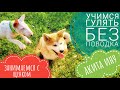 Гуляем без поводка! Обучение щенка Акита Ину.