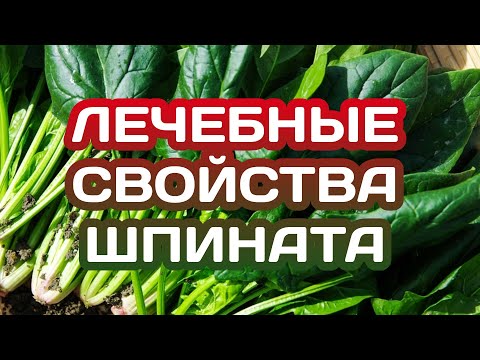 Шпинат. Полезные свойства. Противопоказания.