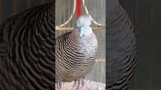 Suara Burung Merpati Sangat Istimewa 100 Otomatis shorts