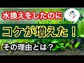 【水換えしたらコケは減る?】水換えとコケの関係性をやさしく解説