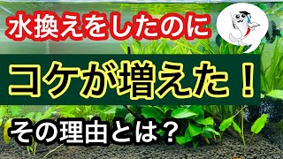 【水換えしたらコケは減る?】水換えとコケの関係性をやさしく解説