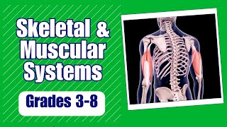 Skeletal and Muscular Systems: Learn how bone and muscles work to protect our bodies and move