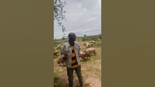 Namna ya kutengeneza Zaidi ya Million 20, kwenye biashara/Ufugaji wa Mbuzi.