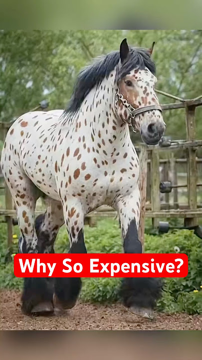 4 Insane Reasons Why These Animals Are So Expensive #shorts