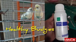 Budgies Birds Healthy hogaye. Happy and Healthy Birds.