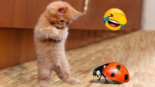 The Funniest  Comedy Cats And Dogs😂| Best Funny Cats And Dogs🤣 by Cute pets54 4,316 views 3 months ago 2 minutes, 32 seconds