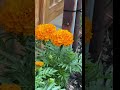 Merry gold flowers #flowers #gardenflowers #londongarden #allotmentgarden #gardening #london #love