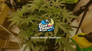 Blue Dream Automatic Timelapse Seed To Bloom @FastBudsGermany