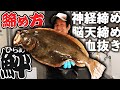 翌日でも新鮮なヒラメの締め方【神経締め・血抜き】