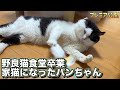 【野良猫保護】野良猫食堂を卒業したパンちゃんがとろけるまで○○してみた!