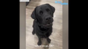 Black Labrador has cutest reaction when told he