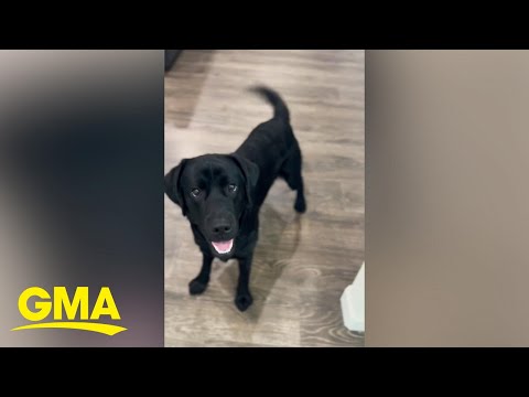 Video: Chokoladehundnavne til en Labrador Retriever