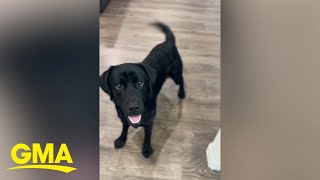 Black Labrador has cutest reaction when told he's going to see grandparents