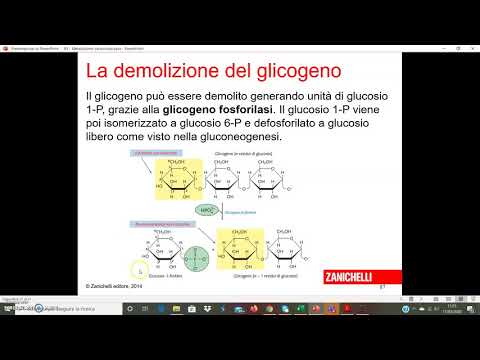 Video: Differenza Tra Glicogenolisi E Gluconeogenesi