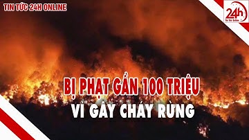 Bị phạt gần 100 triệu đồng vì đốt thực bì làm cháy rừng | Tin tức Việt Nam mới nhất | TT24h