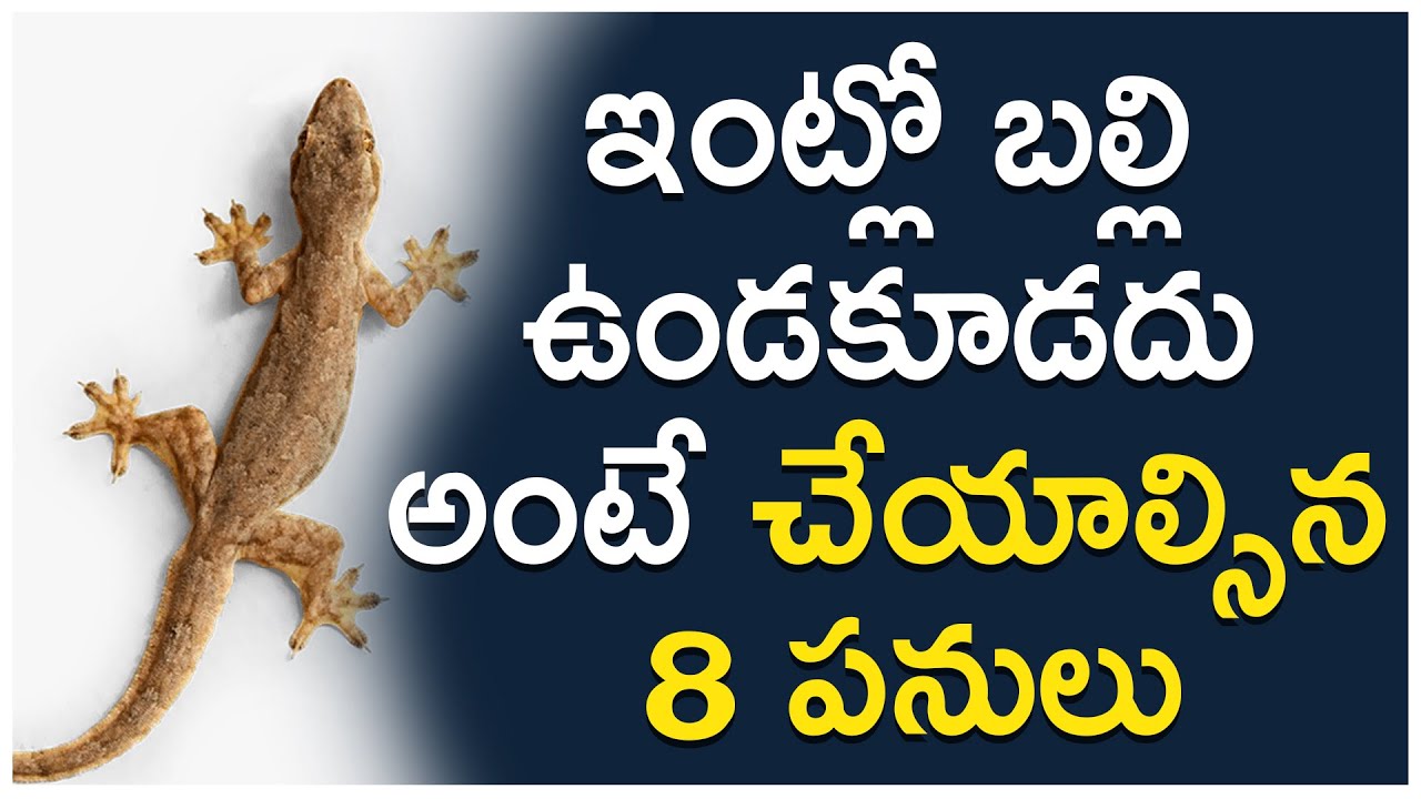 Home Remedies to Get Rid of Lizards at Home - Lizards | Home Remedies To  Get Rid Of Lizards At Home - Lizards