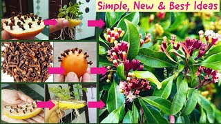 3 New & Best Ideas: How to grow clove spice plants from seeds| Growing Clove Plant| Laung ki kheti